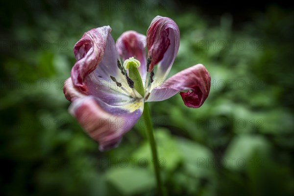 Pistil and stamens in a tulip calyx, fading tulip (Tulipa), Stuttgart, Baden-Wuerttemberg, Germany, Europe