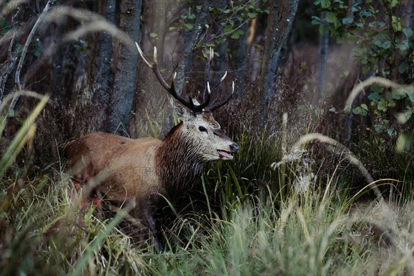 Red deer (Cervus elaphus) comes out of the forest. subcarpathian. Poland