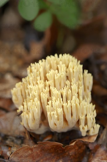 Tricoloured coral or beautiful coral (Ramaria formosa), North Rhine-Westphalia, Germany, Europe