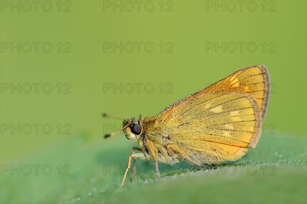 Rusty-coloured Fritillary (Ochlodes sylvanus, Augiades sylvanus), North Rhine-Westphalia, Germany, Europe