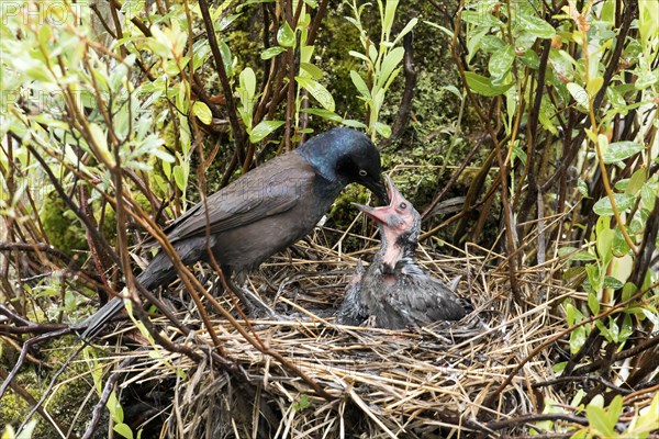 Common grackle (Quiscalus quiscula) feeding the babies in the nest, La Mauricie national park, province of Quebec, Canada, AI generated, North America