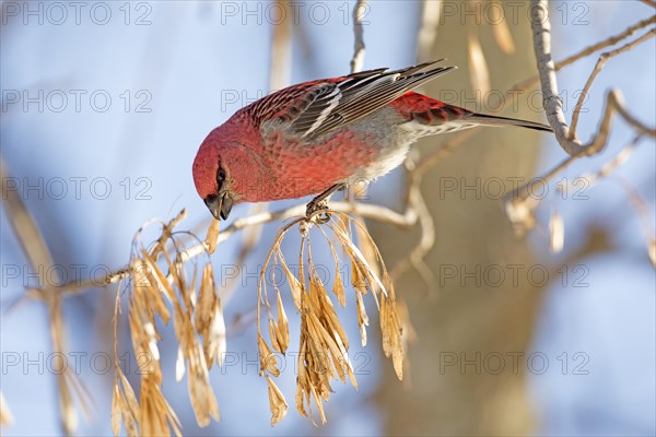 Pine grosbeak (pinicola enucleator), male perched on a Manitoba maple (acer negundo) and eating the seeds. Forerst of Yamachiche, province of Quebec, Canada, North America