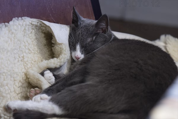 Sleeping cat on a sheepskin, Mecklenburg-Vorpommern, Germany, Europe