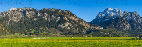 Dandelion (Taraxacum sect. Ruderalia) in spring, meadow near Hopfensee, behind it the Saeuling, 2057m, Ostallgaeu, Allgaeu, Bavaria, Germany, Europe