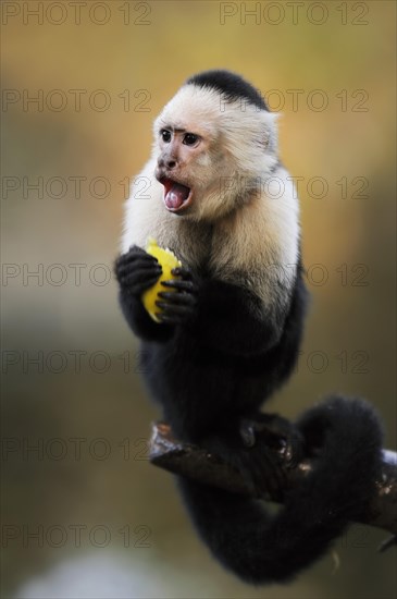 White-shouldered capuchin monkey or white-headed capuchin (Cebus capucinus), feeding, captive, occurring in South America