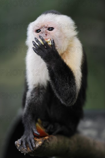 White-shouldered capuchin monkey or white-headed capuchin (Cebus capucinus), feeding, captive, occurring in South America