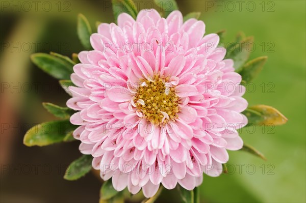 China aster (Callistephus chinensis), flower, ornamental plant, North Rhine-Westphalia, Germany, Europe