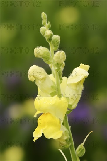 Large snapdragon or garden common snapdragon (Antirrhinum majus), flowers, ornamental plant, North Rhine-Westphalia, Germany, Europe