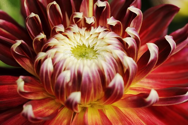 Dahlia 'Akita' (Dahlia Hybride), detail of flower, ornamental plant, North Rhine-Westphalia, Germany, Europe