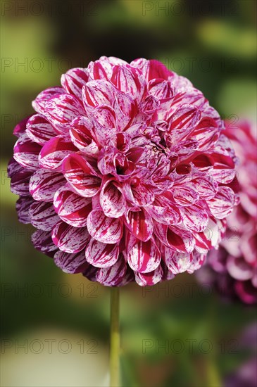 Dahlia 'Marble Ball' (Dahlia Hybride), flower, ornamental plant, North Rhine-Westphalia, Germany, Europe