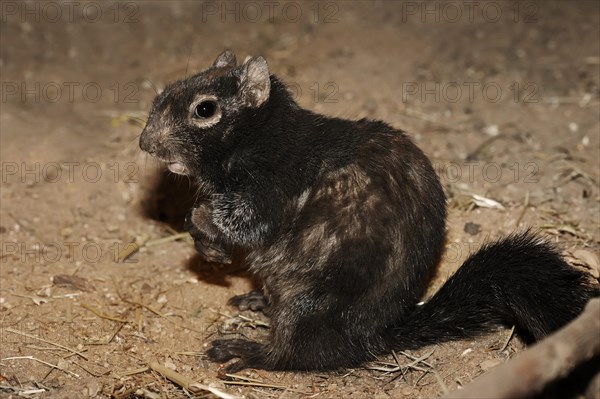 Rock gopher (Otospermophilus variegatus, Spermophilus variegatus), captive, occurrence in North America