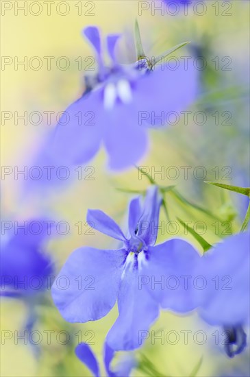 Male lobelia or blue lobelia (Lobelia erinus), flowers, ornamental plant, North Rhine-Westphalia, Germany, Europe
