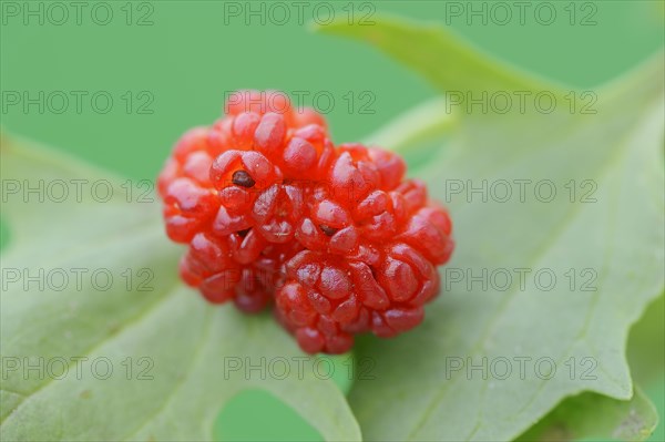 Strawberry spinach (Chenopodium foliosum, Blitum virgatum), fruit, vegetable and ornamental plant, North Rhine-Westphalia, Germany, Europe