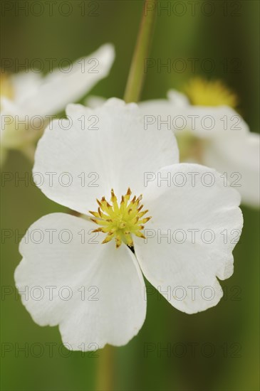 Water archer (Sagittaria sagittifolia), flower, North Rhine-Westphalia, Germany, Europe