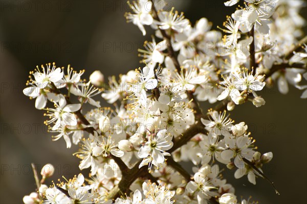 Hawthorn blossom in the valley near Weiden im Hunsrueck, Rhineland-Palatinate, Germany, Europe