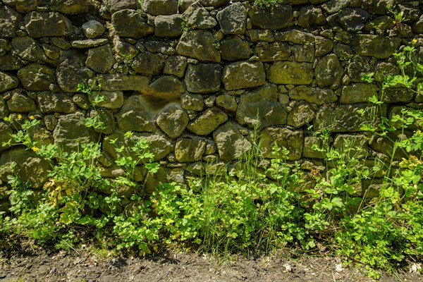 Old dilapidated masonry made of fieldstones with lush greenery in front of it