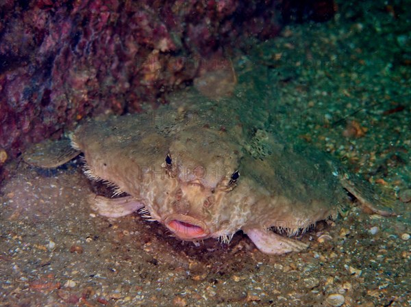 Rolex Reef bat (Ogcocephalus parvus), sea bat, Rolex Reef dive site, Destin, Panhandle, Gulf of Mexico, Florida, USA, North America