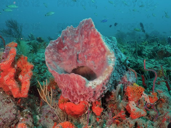 Giant barrel sponge (Xestospongia muta), dive site Paul's Reef, reef, Riviera Beach, Florida, USA, North America