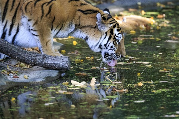 An adult tiger drinking water from a pond with autumn leaves, Siberian tiger, Amur tiger, (Phantera tigris altaica), cubs