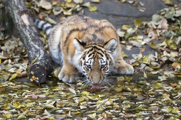 Tiger young lying on a pile of leaves and licking its snout, Siberian tiger, Amur tiger, (Phantera tigris altaica), cubs