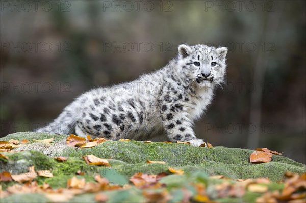 A snow leopard young sitting on a rock looking into the distance, snow leopard, (Uncia uncia), young
