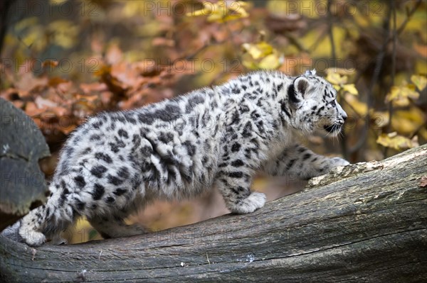 An attentive snow leopard on a tree trunk, immersed in the colours of autumn, snow leopard, (Uncia uncia), young