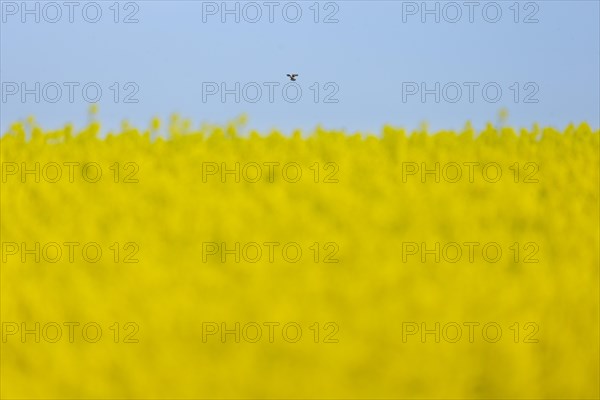 A Common Kestrel flies some distance away at the edge of a rape field near Frankfurt am Main in search of prey, Frankfurt am Main, Hesse, Germany, Europe