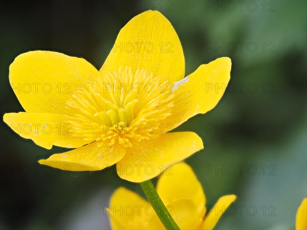 Marsh marigold (Caltha palustris), Leoben, Styria, Austria, Europe