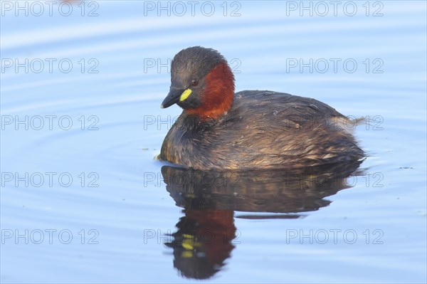 Little grebe (Tachybaptus ruficollis), adult bird in its plumage, on a lake, Rosensteinpark, Stuttgart, Baden-Wuerttemberg, Germany, Europe