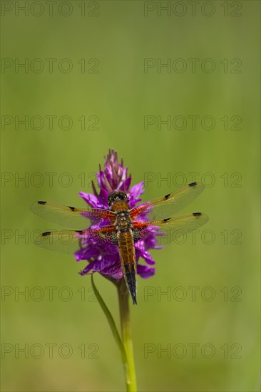 Four spotted chaser dragonfly (Libellula quadrimaculata) adult resting on a Marsh orchid in the summer, Norfolk, England, United Kingdom, Europe