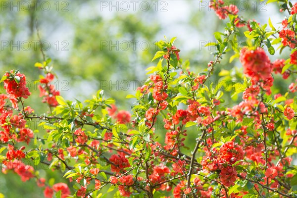 Japanese quince (Chaenomeles speciosa) (syn.: Chaenomeles lagenaria) or tall ornamental quince, branches with bright red flowers and fresh green leaves against a blurred green background, sunny day, Allertal, Lower Saxony, Germany, Europe