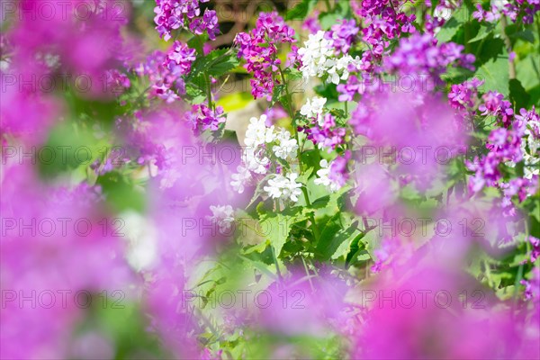 A colourful flower bed with purple, pink and white flower-bed, annual honesty (Lunaria annua) or garden silverleaf, Judas silverleaf, Judas penny, silver thaler, violet or garden moon violet, fresh green leaves, garden, spring, springtime, close-up, macro shot, detail shot, focus with strongly blurred, purple flower-bed in the foreground, sunny day, Allertal, Lower Saxony, Germany, Europe