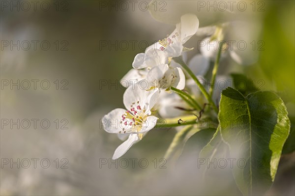 Pear tree blossom (Pyrus), pome fruit family (Pyrinae), meadow orchard, spring, Langgassen, Pfullendorf, Linzgau, Baden-Wuerttemberg, Germany, Europe