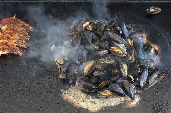 Mytilus (Mytilus edulis) are prepared on a gas barbecue on a plancha, left: prawns on a skewer, Vandee, France, Europe