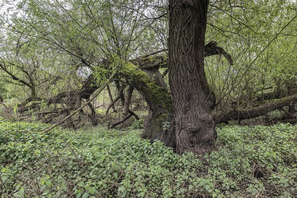 Old willows (Salix alba) in the quarry forest, Emsland, Lower Saxony, Germany, Europe