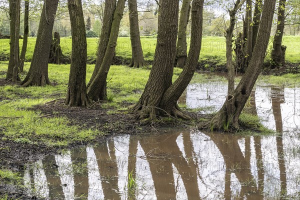 Alder quarry forest (Alnus glutinosa), Emsland, Lower Saxony, Germany, Europe