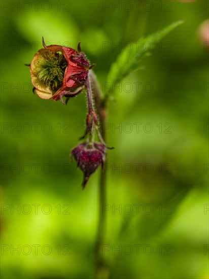 Water avens (Geum rivale), Piding, Berchtesgadener Land, Bavaria, Germany, Europe