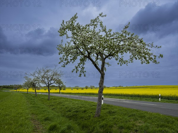 Flowering apple trees along a road, avenue, rape field, field with rape (Brassica napus), Cremlingen, Lower Saxony, Germany, Europe