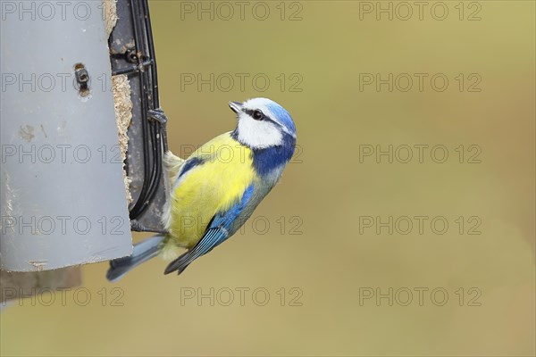 Blue tit (Parus caeruleus), sitting at a feeder with fat balls in the garden, Wilnsdorf, North Rhine-Westphalia, Germany, Europe