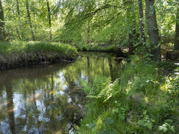 Stream and floodplain of the Dalke with alder forest in spring, Guetersloh, North Rhine-Westphalia, Germany, Europe