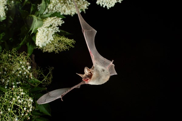 Greater mouse-eared bat (Myotis myotis) in flight hunting for insects on an elderberry bush, near Lovech, Bulgaria, Europe