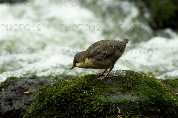 White-throated Dipper (Cinclus cinclus) young bird foraging in moss-covered rock in rushing water, Paderborn, North Rhine-Westphalia, Germany, Europe