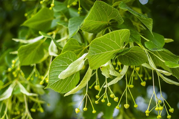 Clusters of lime fruits and leaves from close up