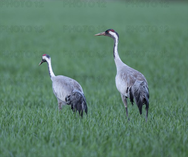 Crane (Grus grus), two adult birds foraging in a cereal field, Lower Saxony, Germany, Europe