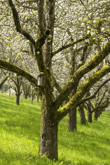 Orchard meadow, blossoming apple trees, nesting box, Baden, Wuerttemberg, Germany, Europe