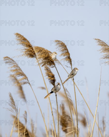 Bearded reedlings (Panurus biarmicus), sitting in the reeds, Neusiedler See-Seewinkel National Park, Burgenland, Austria, Europe