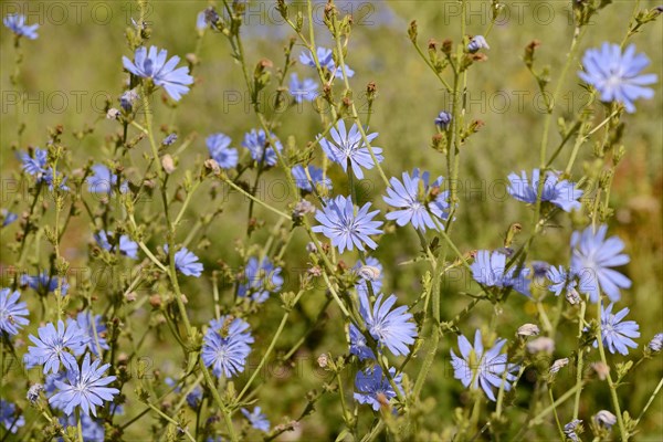 Common chicory (Cichorium intybus), inflorescence, North Rhine-Westphalia, Germany, Europe