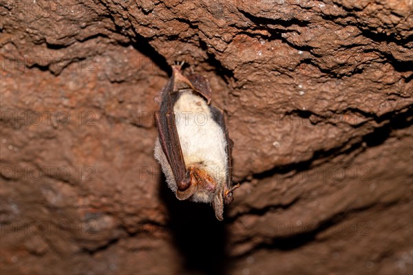 Greater mouse-eared bat (Myotis myotis), hibernating in a cave, North Rhine-Westphalia, Germany, Europe