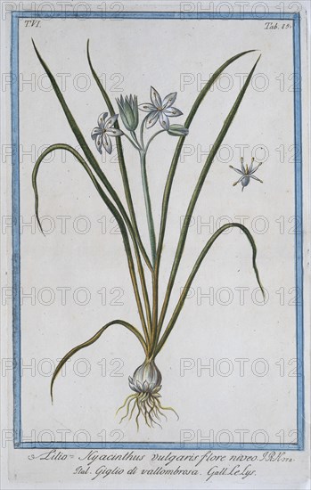 Lilio Hyacinthus vulgaris, hand-coloured botanical engraving from Hortus Romanus by Giorgio Bonelli, 1772