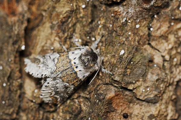 Sallow kitten moth (Furcula furcula), North Rhine-Westphalia, Germany, Europe